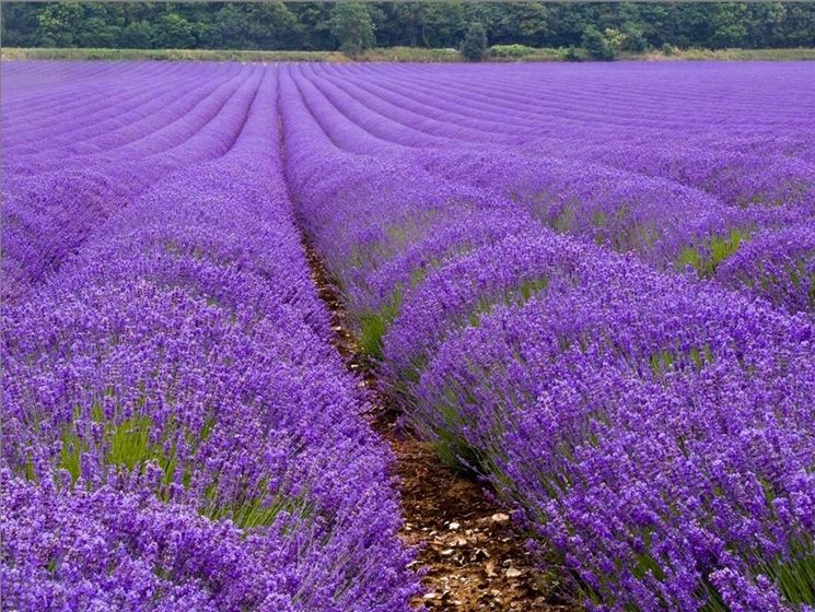 Lavandula - Vivai Tempesta - Piante mediterranee, piante da frutto e piante  orticole